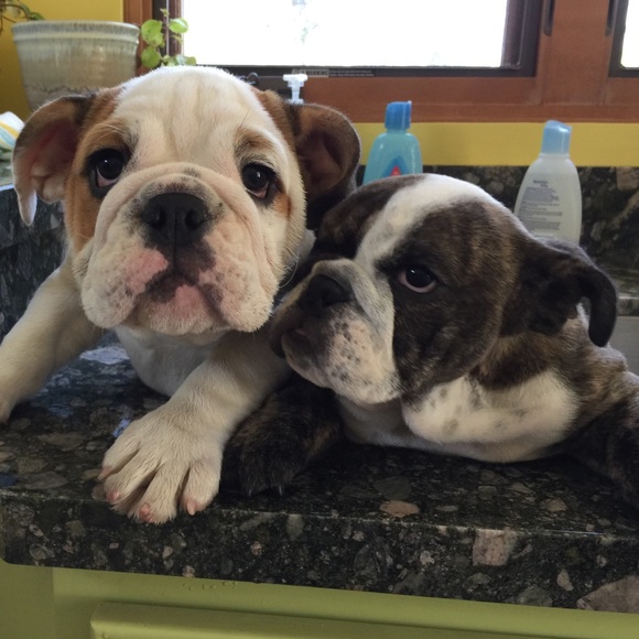 Meet your Posher, Gwendolyn - Picture 1 of 1